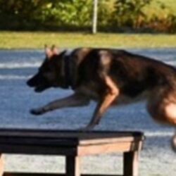 Helg kurs i SAR (Search and rescue)