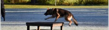 Helg kurs i SAR (Search and rescue)